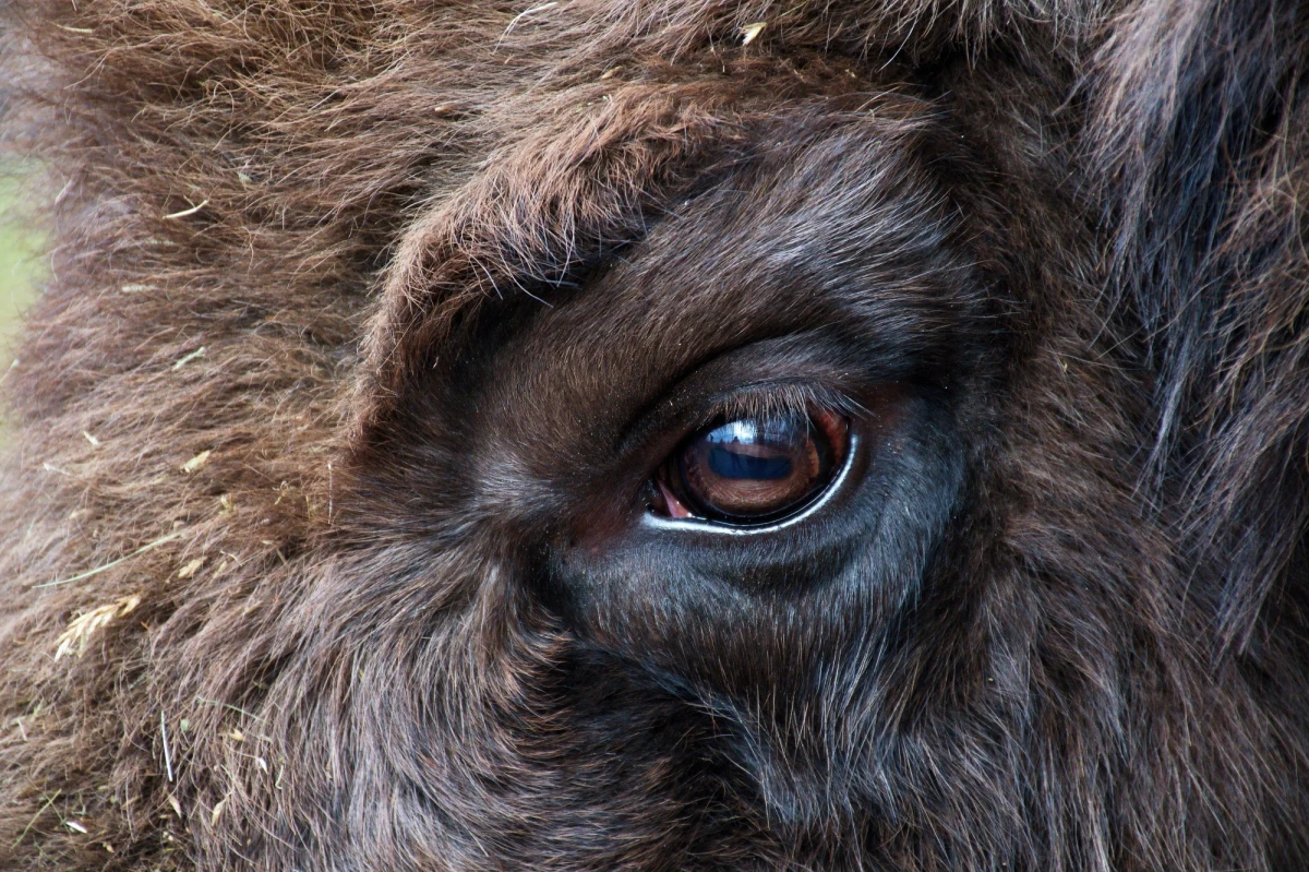 Nie żyje żubr, którego w sobotę znaleziono rannego w lesie w rejonie miejscowości Kaliłów niedaleko Białej Podlaskiej. Lekarz weterynarii pobierze próbki do badań, żeby ustalić przyczynę śmierci zwierzęcia.