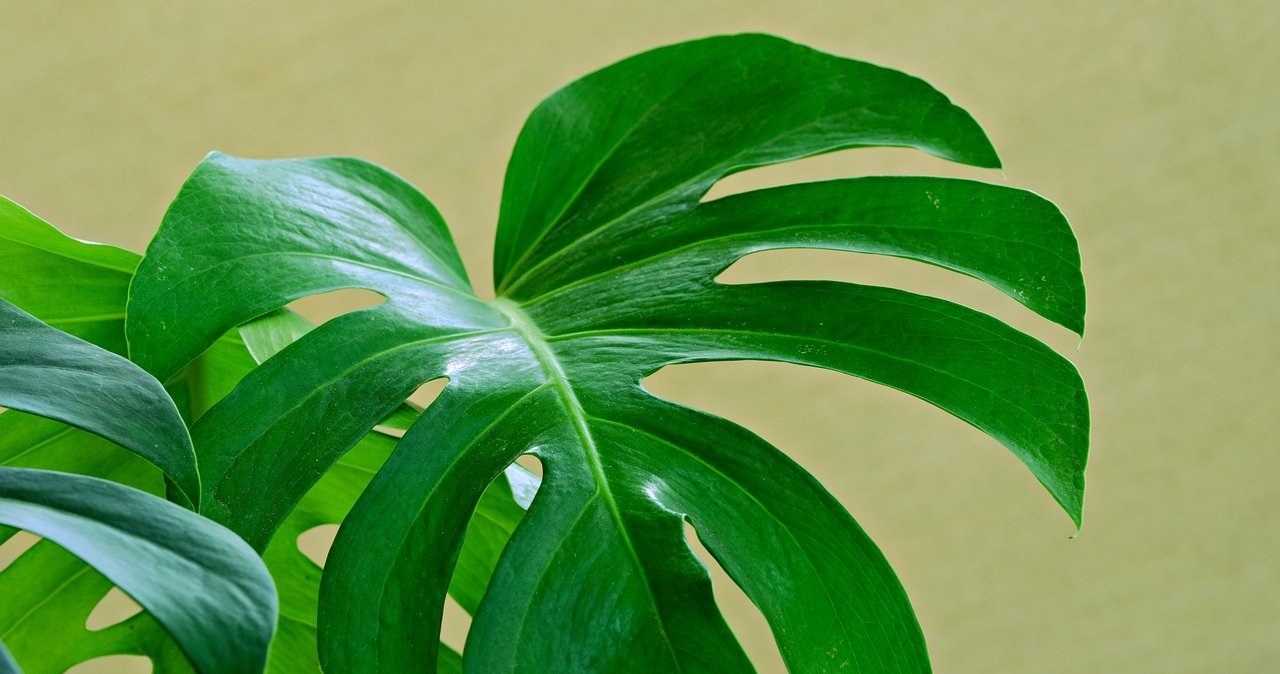  Monstera marnieje? Zamiast po drogie odżywki, sięgnij po ten produkt