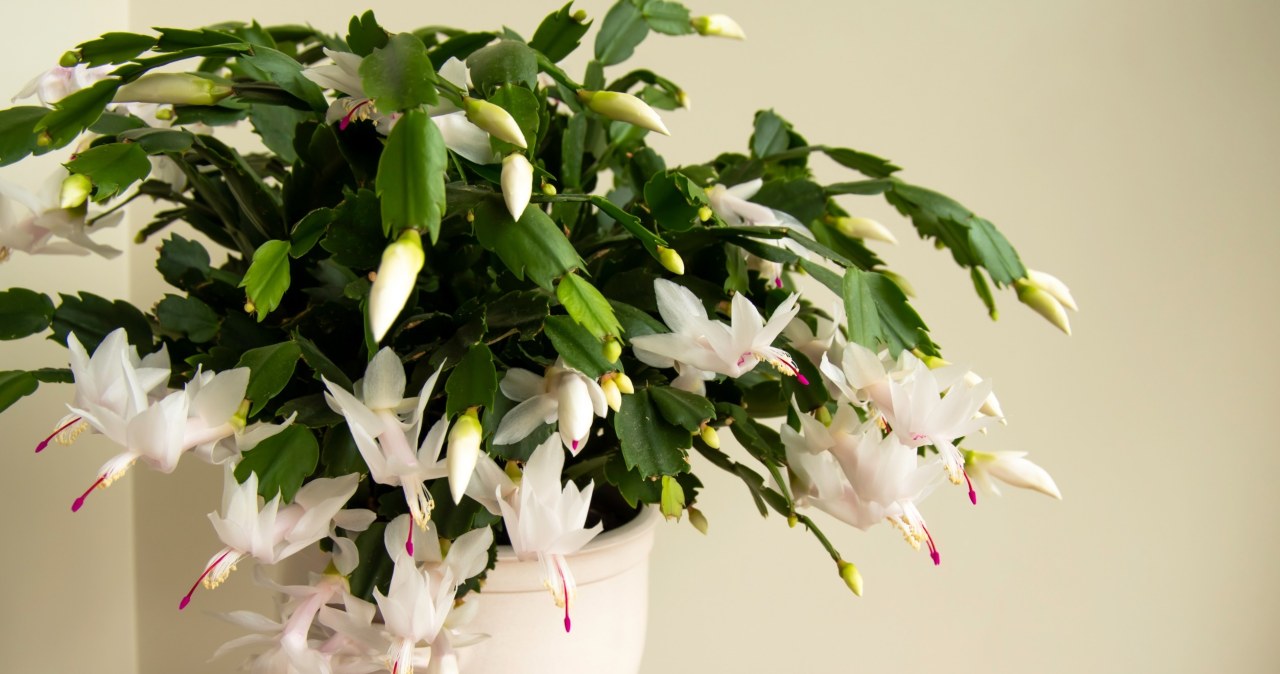 Zadbaj o grudnika już dziś, by zakwitł na święta. Ta odżywka to złoto