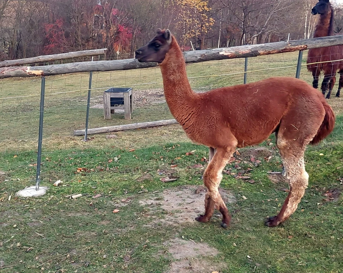 Z terenu mini zoo w Jaworniku Polskim (woj. podkarpackie) uciekła lama. Pobiegła do pobliskiego lasu. Właściciele próbują zwierzę wytropić po śladach, proszą też o pomoc w odnalezieniu tego niezwykle łagodnego, ale też płochliwego ssaka.