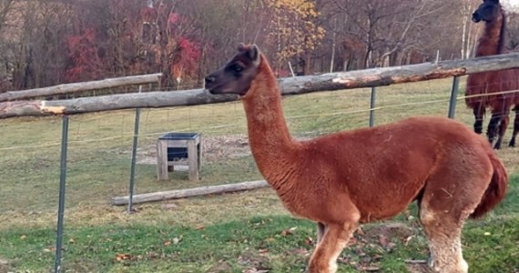 Z terenu mini zoo w Jaworniku Polskim (woj. podkarpackie) uciekła lama. Pobiegła do pobliskiego lasu. Właściciele próbują zwierzę wytropić po śladach, proszą też o pomoc w odnalezieniu tego niezwykle łagodnego, ale też płochliwego ssaka.