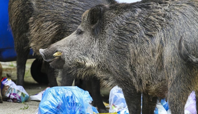 Dziki ruszyły na Żywiec. Władze mają plan