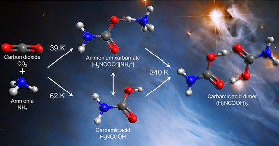 Cegiełki niezbędne do powstania życia mogły tworzyć się w pobliżu nowych gwiazd i planet - przekonują na łamach czasopisma "ACS Central Science" naukowcy z University of Hawaii w Manoa i National Dong Hwa University na Tajwanie. Ich badania pokazały, że najprostszy z aminokwasów, kwas karbaminowy mógł powstawać w obszarze otaczających młode gwiazdy czy planety lodowych pierścieni. Ich zdaniem te informacje mogą pomóc w prowadzonych np. przez Teleskop Kosmiczny Jamesa Webba poszukiwaniach takich cząsteczek w odległych rejonach Wszechświata, gdzie tworzą się gwiazdy. 