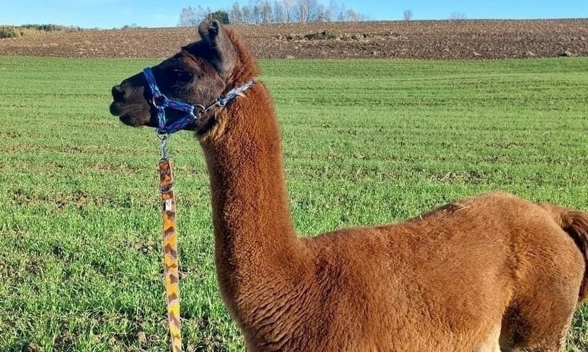 Właściciele lamy, która uciekła z zagrody w Jaworniku Polskim (woj. podkarpackie), odnaleźli zaginione zwierzę. Uszatek dwa dni temu staranował ogrodzenie farmy i pobiegł do pobliskiego lasu. Po dwóch dobach został przyprowadzony do domu.

