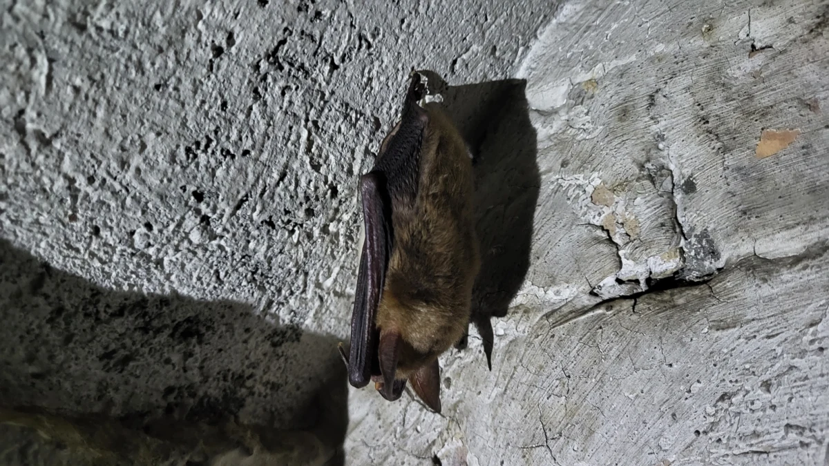 Kilkadziesiąt tysięcy nietoperzy rozpoczęło już zimowanie w bunkrach na terenie Międzyrzeckiego Rejonu Umocnionego. Hibernują w odwiedzanych także przez turystów podziemnych korytarzach. To dlatego, że jest tam ciemno i wilgotno, choć w ostatnich latach ekosystem, w którym przebywają zmienia się - usłyszał reporter RMF FM. Bunkry znajdują się blisko pogranicza województw lubuskiego i wielkopolskiego.