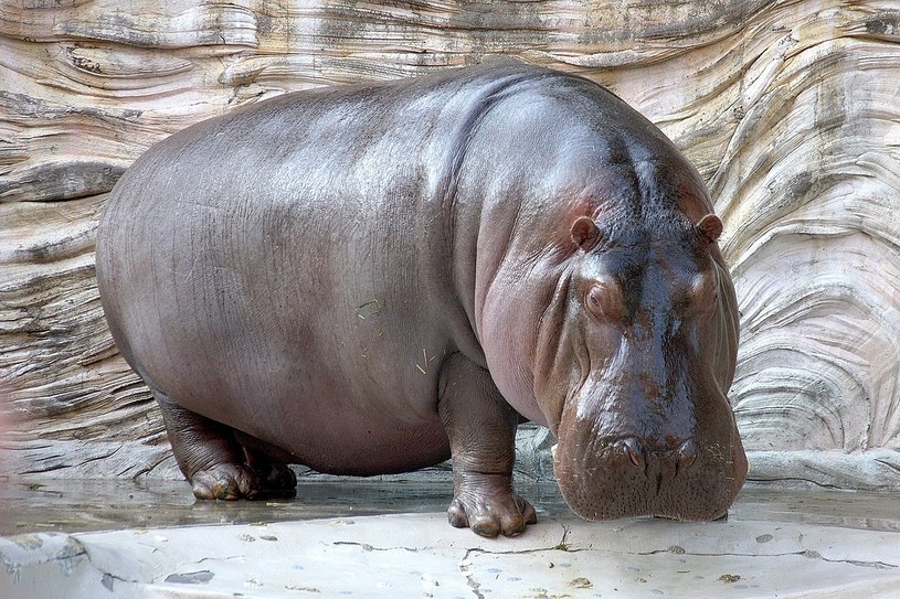 Hipopotam Rośliny i zwierzęta - najważniejsze informacje