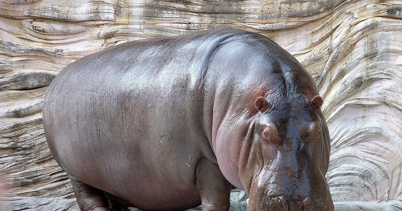 Gdy hipopotamy spotykały mamuty. Zaskakujące odkrycie z Niemiec