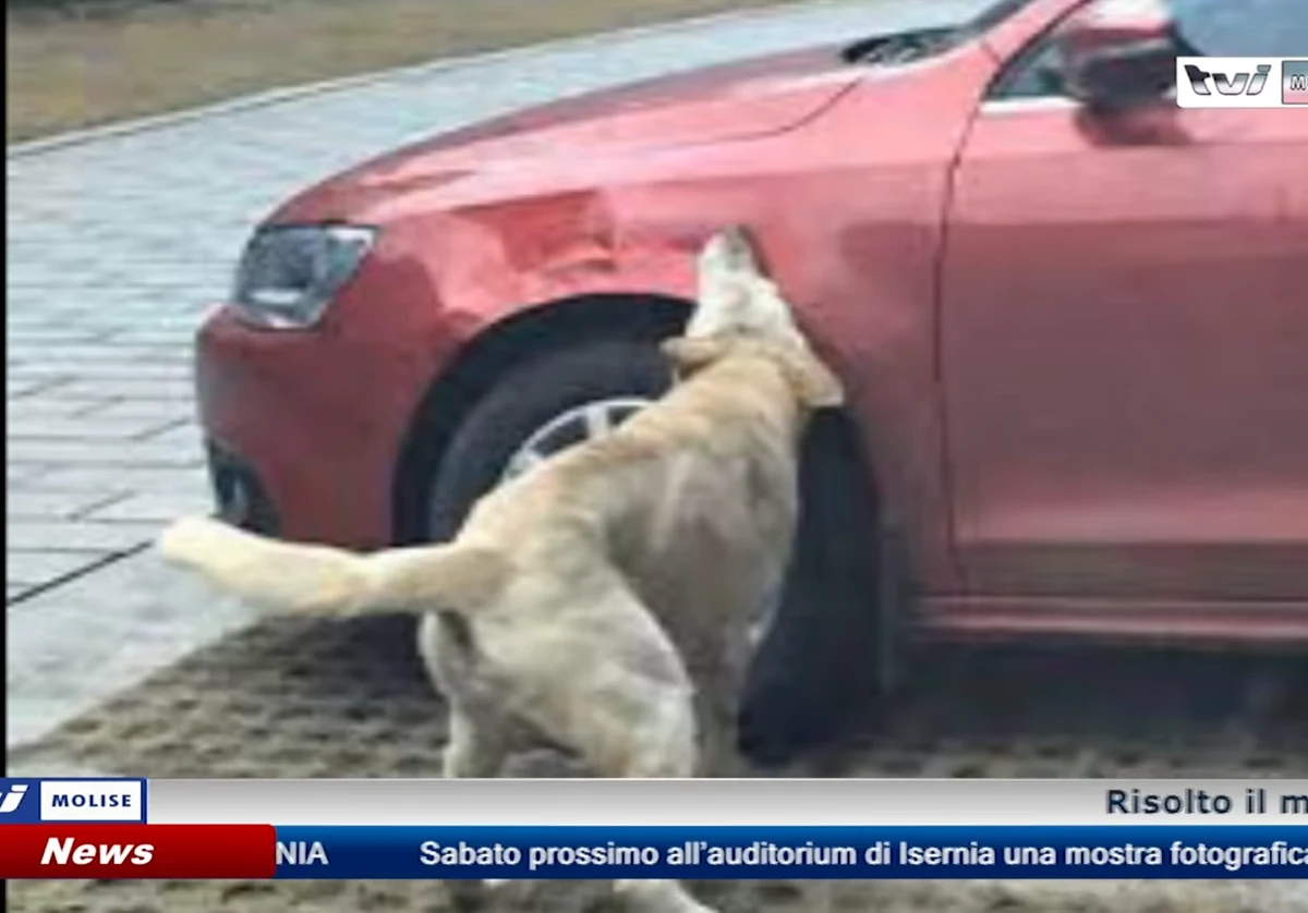 Miesiącami we włoskim miasteczku Vastogirardi w regionie Molise poszukiwano sprawcy dziurawienia opon w samochodach. Podejrzewano porachunki, zastraszenia, akty zemsty i sianie terroru. Okazało się, że koła przebijał pies, cierpiący na zapalenie dziąseł. Odkrycia dokonano dzięki nagraniom z kamer monitoringu.