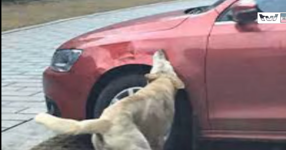Miesiącami we włoskim miasteczku Vastogirardi w regionie Molise poszukiwano sprawcy dziurawienia opon w samochodach. Podejrzewano porachunki, zastraszenia, akty zemsty i sianie terroru. Okazało się, że koła przebijał pies, cierpiący na zapalenie dziąseł. Odkrycia dokonano dzięki nagraniom z kamer monitoringu.