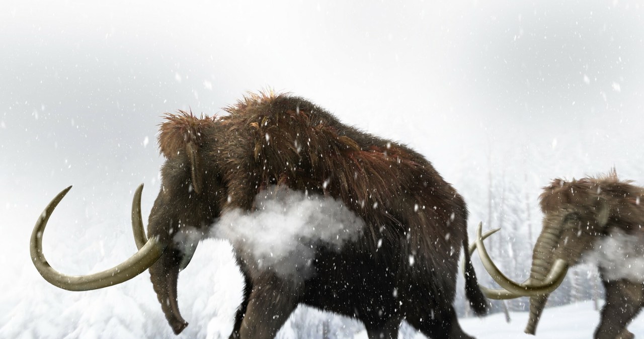 A mammoth comes back to life after thousands of years. We know the