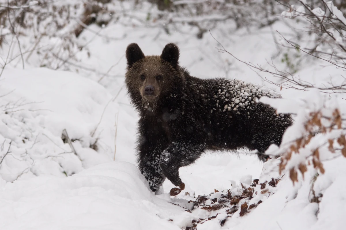 Od piątku aż do 15 maja zamknięty dla turystów będzie popularny szlak z Doliny Pięciu Stawów Polskich przez Świstówkę Roztocką do Morskiego Oka - w obu kierunkach. Przy tym szlaku gawruje niedźwiedzica z dwoma młodymi - przekazał leśniczy znad Morskiego Oka Grzegorz Bryniarski.

