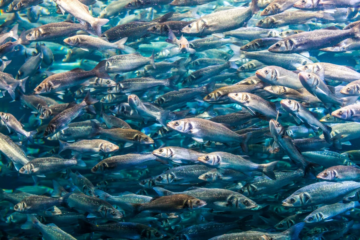 Nawet milion ryb może wiosną trafić do Odry w ramach akcji zarybiania. Po katastrofie ekologicznej, która miała miejsce rok temu, nadszedł czas na przywracanie życia w rzece. 