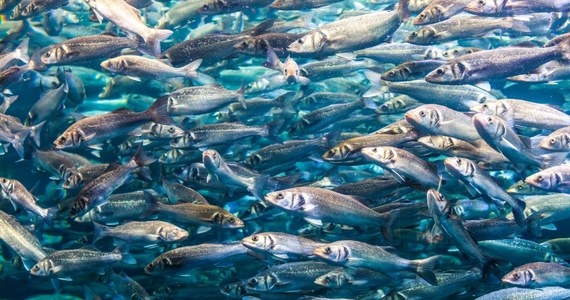 Nawet milion ryb może wiosną trafić do Odry w ramach akcji zarybiania. Po katastrofie ekologicznej, która miała miejsce rok temu, nadszedł czas na przywracanie życia w rzece. 