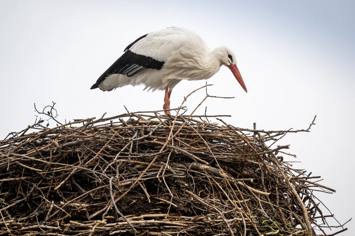 29 nowych platform przygotowała dla bocianów przylatujących na Warmię i Mazury Regionalna Dyrekcja Ochrony Środowiska w Olsztynie. Ptaki skorzystają z nich w nowym sezonie lęgowym. 
