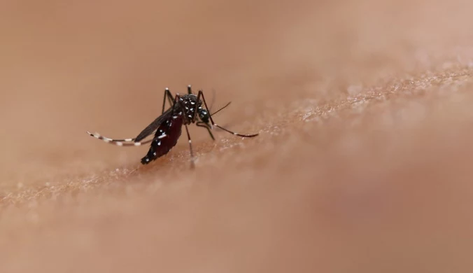 Ogromny wzrost zakażeń dengą w Europie. Eksperci biją na alarm