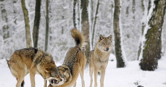 ​W bieżącym roku do Regionalnej Dyrekcji Ochrony Środowiska (RDOŚ) w Rzeszowie wpłynęło 143 zgłoszenia o szkodach wyrządzonych przez wilki. Łączne straty oszacowano na kwotę ponad 360 tys. zł.