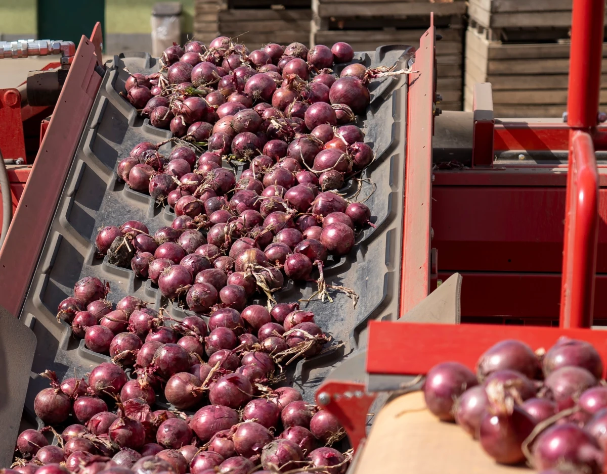 Kaliska policja wszczęła dochodzenie w sprawie wypadku, w którym ciężkie obrażenia odniósł 67-latek przygnieciony przez maszynę sortującą cebulę. Do uwolnienia mężczyzny spod urządzenia trzeba było wyciąć dziurę w ścianie.