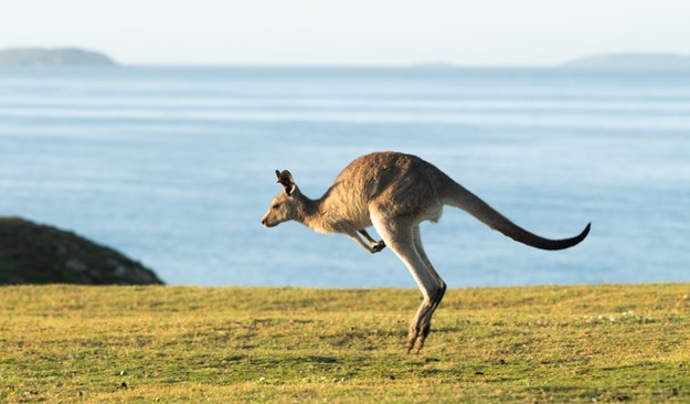 Nie pomogły nawet drony. W Ontario trwa obława na kangura