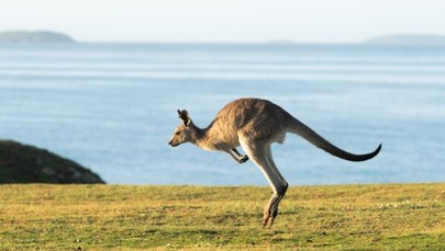 Nie pomogły nawet drony. W Ontario trwa obława na kangura 
