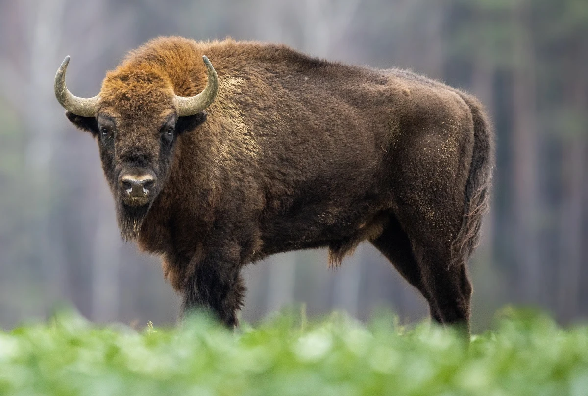 Wojskowy samochód ciężarowy potrącił dwa żubry między Białowieżą a Hajnówką. Zwierzęta nie przeżyły. To kolejna tego typu sytuacja.