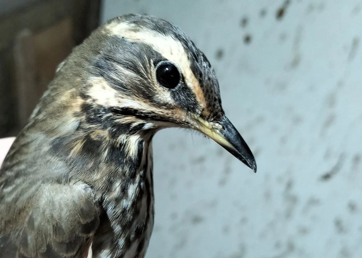 Policjanci w Gdańsku zatrzymali mężczyznę, który pod pretekstem prowadzenia legalnej hodowli odławiał ze środowiska naturalnego gatunki ptaków, które są objęte ścisłą ochroną. Później legalizował je poprzez nakładanie obrączek hodowlanych. Ptaki przetrzymywane były w skrajnych warunkach - w brudnych, ciasnych klatkach i boksach. Mężczyźnie grozi do 5 lat więzienia. 