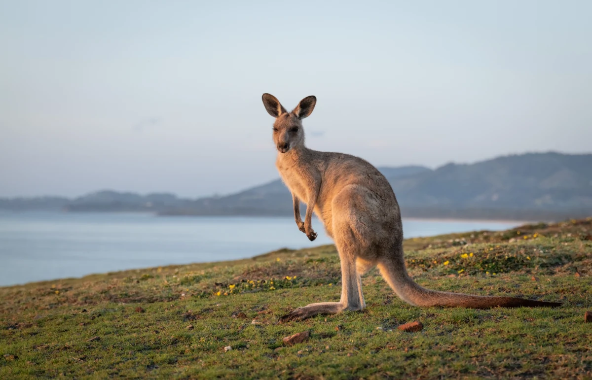 Policjanci odnaleźli w poniedziałek kangurzycę, która uciekła w miniony czwartek z zoo w Oshawie. Poinformowała o tym w poniedziałek policja regionu Durham.
