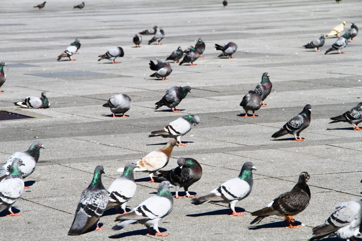 ​Drogi są dla ludzi, a nie dla gołębi - miał powiedzieć 50-letni taksówkarz Atsushi Ozawa aresztowany pod zarzutem umyślnego wjechania w stado gołębi i zabicia jednego z ptaków w listopadzie w Tokio.