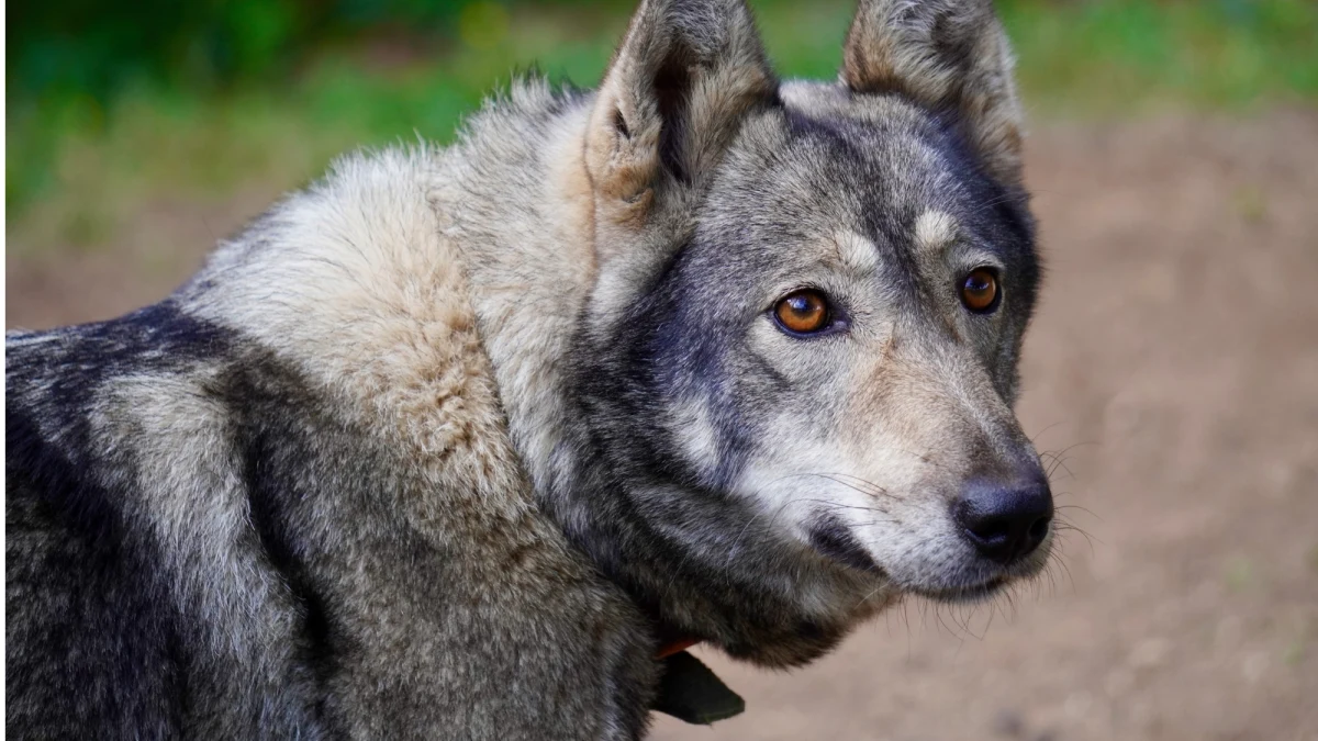 Tragedia w amerykańskim stanie Alabama. Hybryda psa i wilka zagryzła trzymiesięczne niemowlę. Zwierzę zostało uśpione. Trwa wyjaśnianie tragedii.