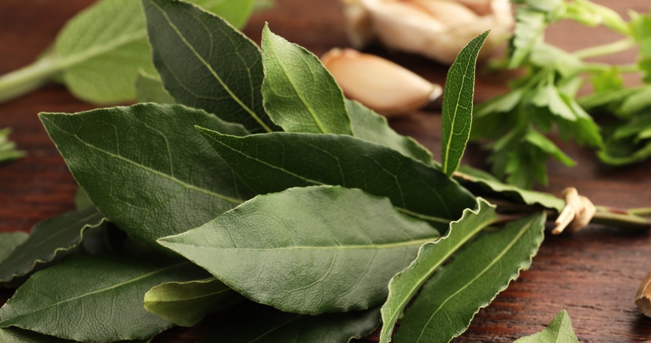 Przepis na domowy spray z liści laurowych. Genialny sposób na brud!