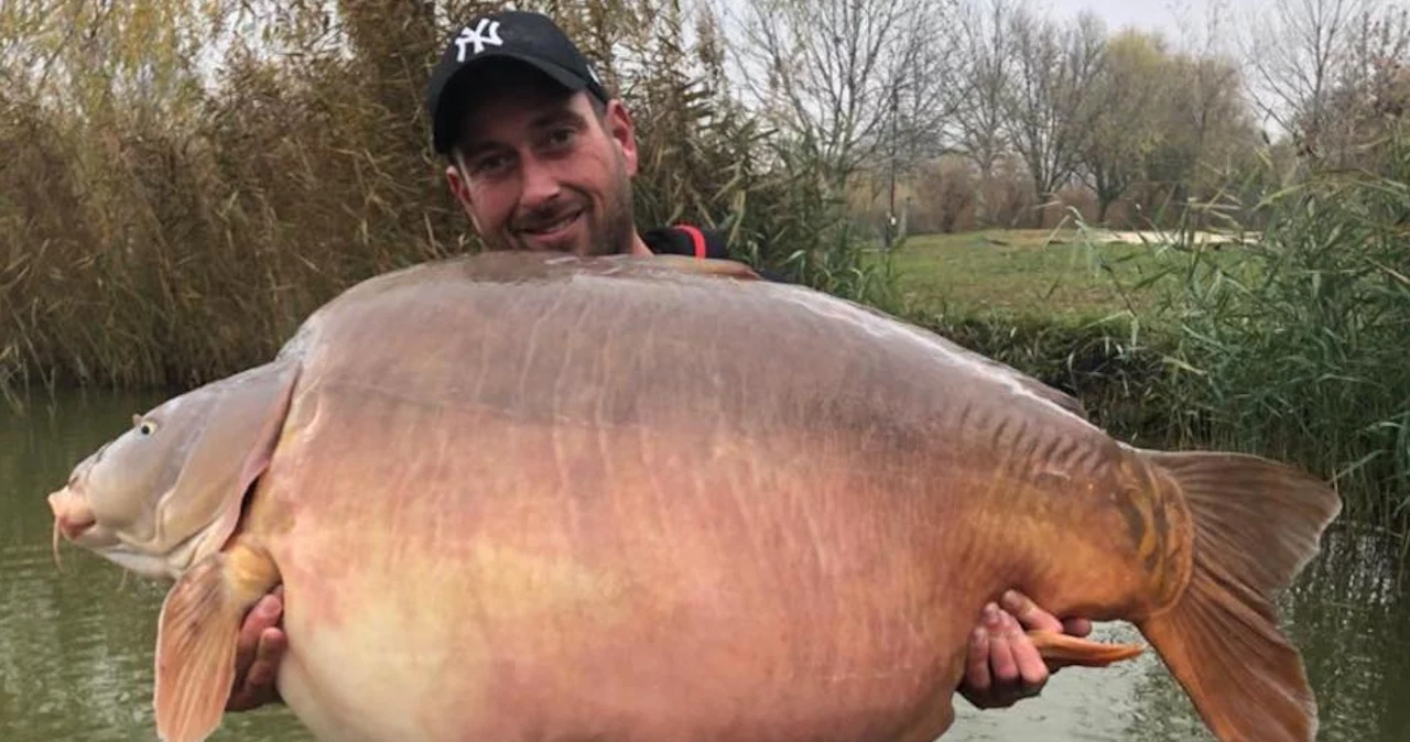  Karp gigant. Waży 51 kilogramów i jest największy na świecie