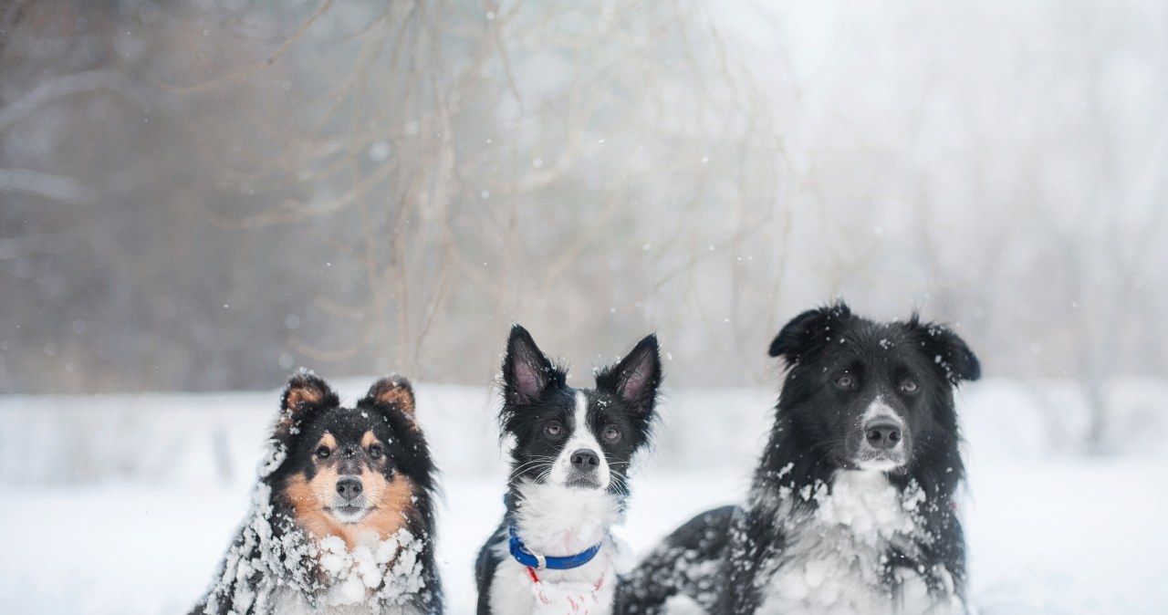 Jak rozpoznać, iż psu jest zimno? Weterynarz wskazuje konkretne sygnały