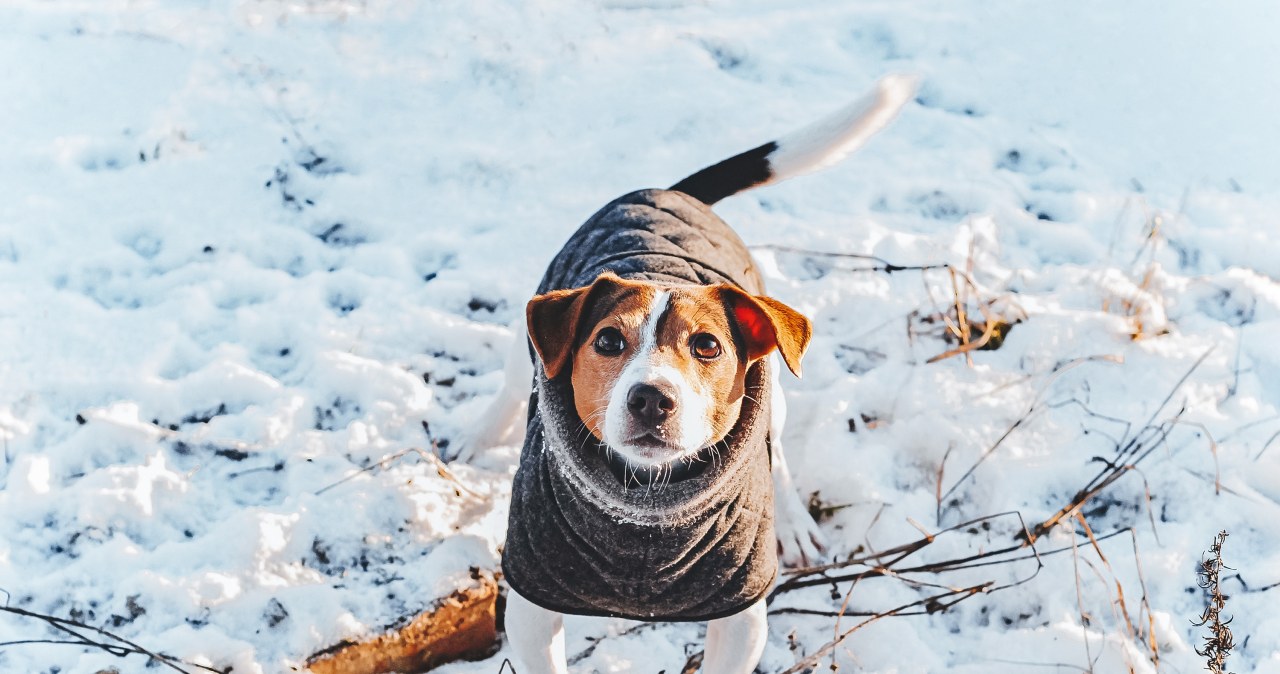 Kiedy niskie temperatury stanowią zagrożenie dla psów? Kiedy niskie temperatury stanowią zagrożenie dla psów?