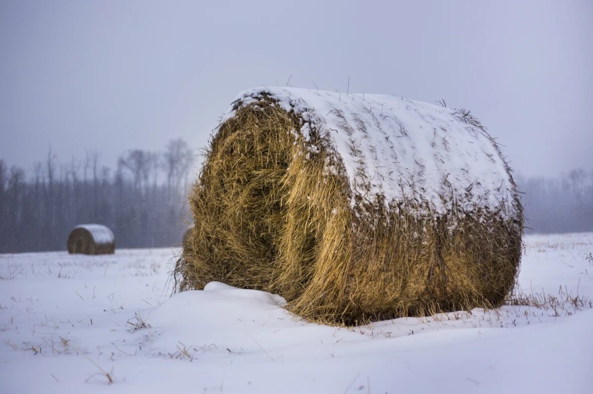 W miejscowości Wola koło Budr w powiecie węgorzewskim doszło do tragicznego wypadku. 67-latek został przygnieciony balotem. Mimo reanimacji mężczyzny nie udało się uratować.
