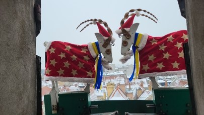 Poznańskie koziołki "trykają się" w świątecznych ubraniach