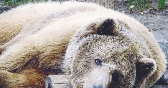 Niedźwiedzie z poznańskiego ogrodu zoologicznego zapadły już w sen zimowy. To pierwszy raz w historii, gdy wszystkie miśki postanowiły uciąć sobie - dość długą - zimową drzemkę. W sumie w ZOO w Poznaniu zimuje obecnie siedem niedźwiedzi. 