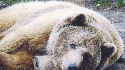Wszystkie niedźwiedzie z poznańskiego ZOO zapadły w sen zimowy. Pośpią nawet do kwietnia