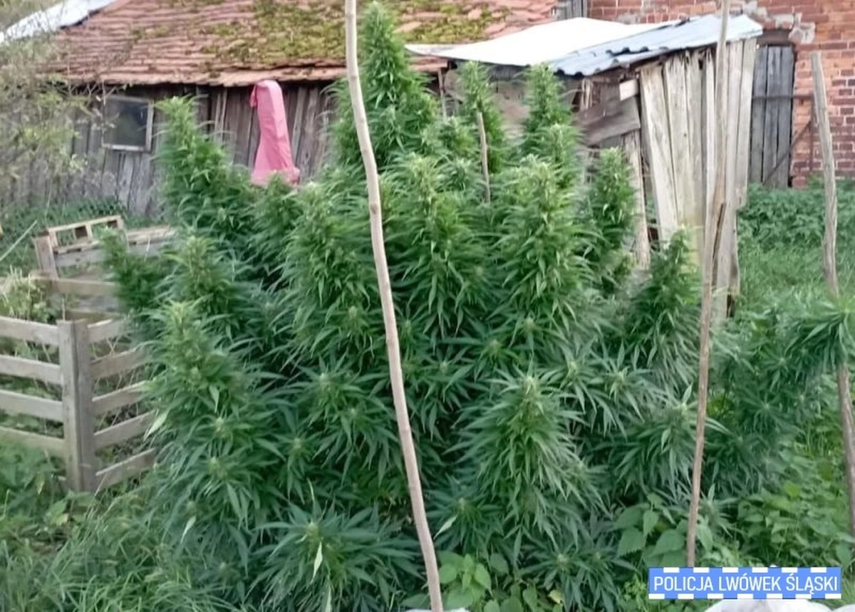 Policjanci z Lwówka Śląskiego rozbili zorganizowaną grupę przestępczą, która z Królestwa Niderlandów sprowadzała narkotyki. Podejrzani zajmowali się także wytwarzaniem środków odurzających. Zatrzymanych zostało 20 osób. Funkcjonariusze przejęli ponad 5 kilogramów marihuany i znaczną ilość: metamfetaminy, haszyszu, tabletek ecstasy i kokainy. W siedmiu miejscach zlikwidowali uprawy konopi indyjskich.