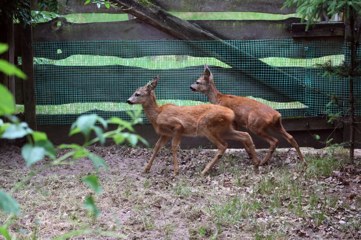 Sarny z Ośrodka Rehabilitacji Dzikich Zwierząt w Łagiewnikach pod Łodzią wróciły na wolność. Ostatni rok był wyjątkowo pracowity dla łódzkich przyrodników. Gościli u siebie jeże, drapieżne ptaki czy sarny.