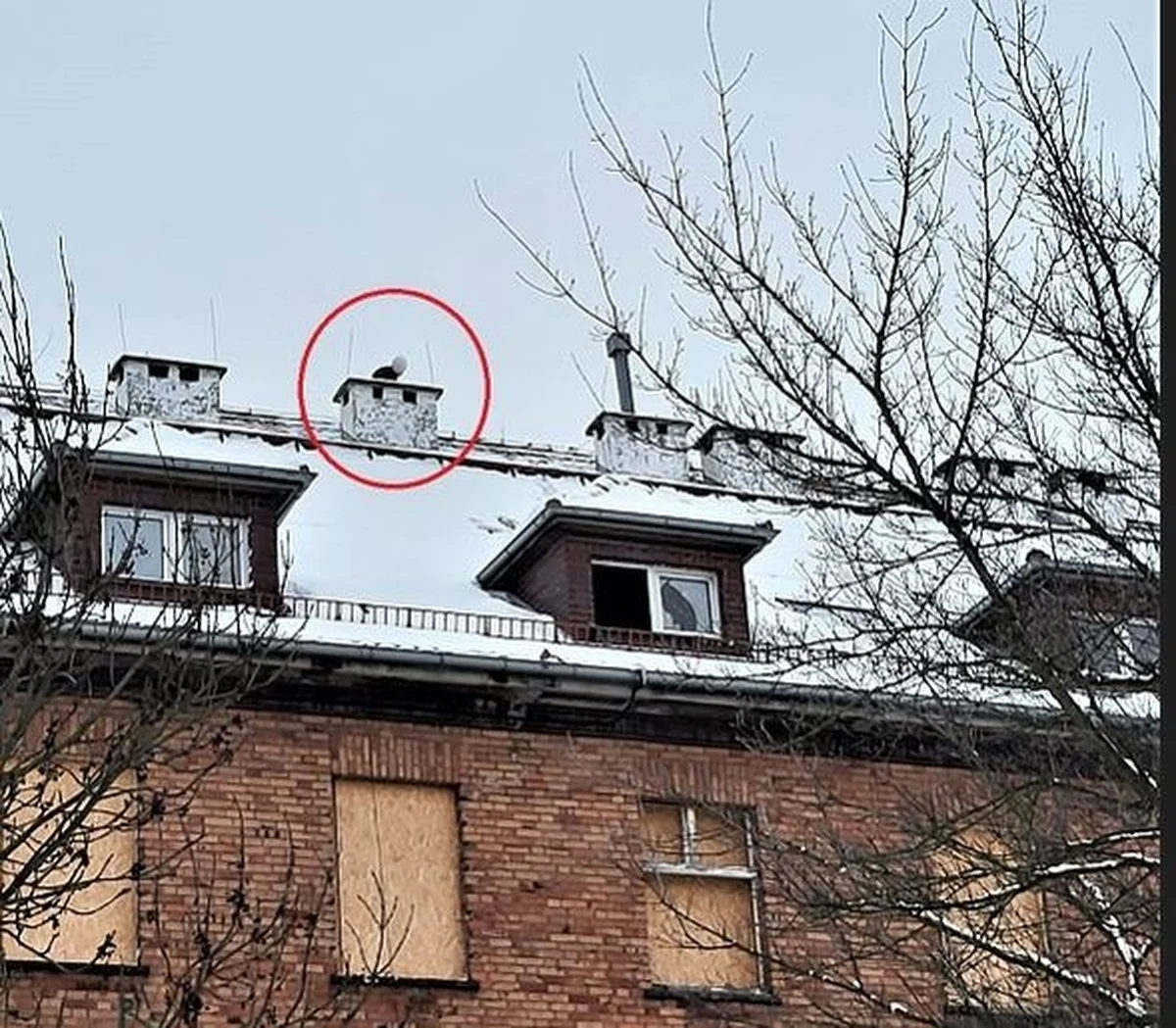 Pomocy strażaków potrzebowali policjanci z Legnicy, by zatrzymać 17-latka podejrzanego o strzelanie z wiatrówki do samochodów. Mężczyzna na widok funkcjonariuszy uciekł na zaśnieżony, stromy dach, nie zważając, że może z niego spaść. Żeby sprowadzić go na ziemię trzeba było użyć drabiny strażackiej.  