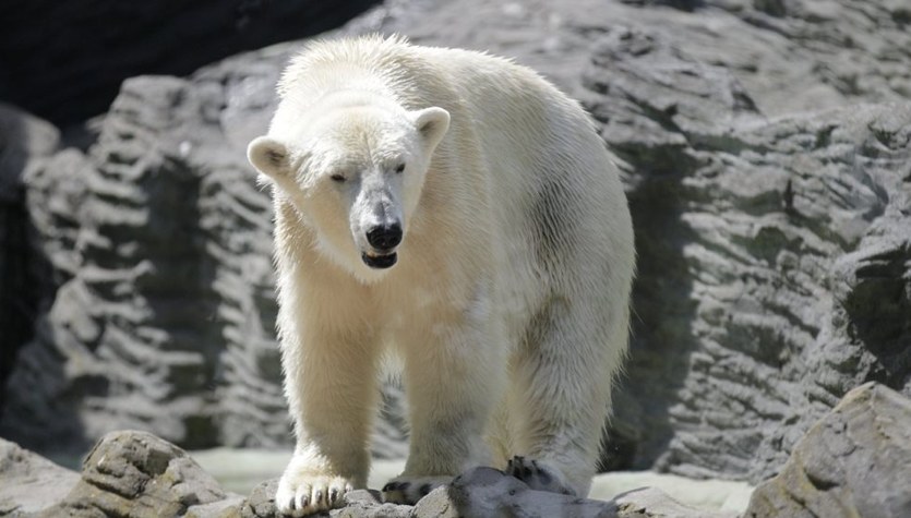  Czeski spór o niedźwiedzie polarne. Władze zoo wskazują na Polskę