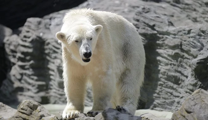Czeski spór o niedźwiedzie polarne. Władze zoo wskazują na Polskę 