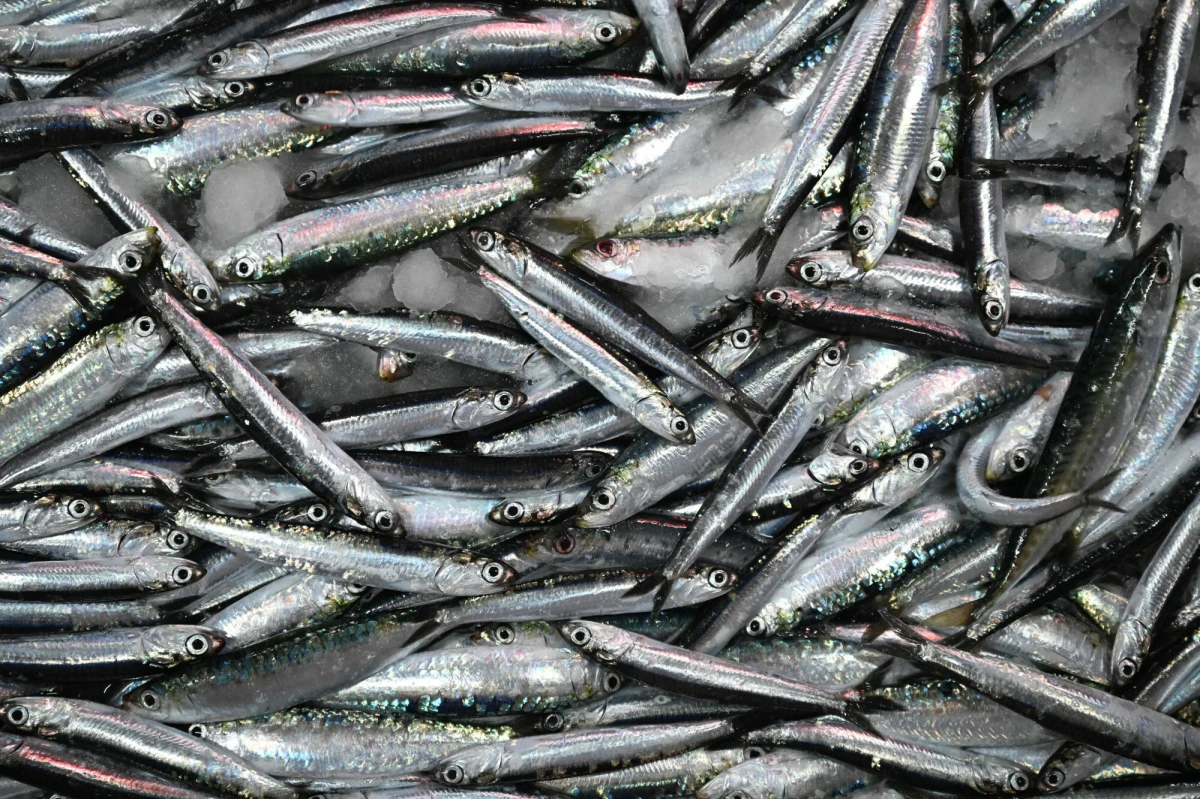 Tysiące martwych ryb wyrzuciło morze na brzeg w północnej Japonii, niedaleko miasta Hakodate na wyspie Hokkaido. W większości to sardynki i makrele. Pokryły plażę na długości niemal kilometra. 