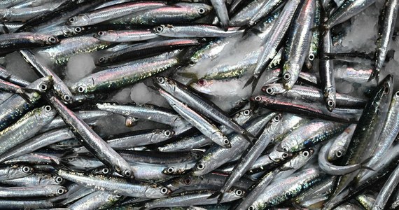 Tysiące martwych ryb wyrzuciło morze na brzeg w północnej Japonii, niedaleko miasta Hakodate na wyspie Hokkaido. W większości to sardynki i makrele. Pokryły plażę na długości niemal kilometra. 