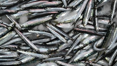 Tysiące martwych ryb na plaży w Japonii