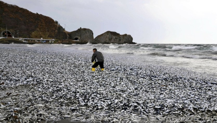  Tysiące martwych ryb na japońskiej plaży. Władze ostrzegają mieszkańców