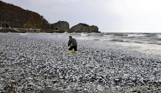 Tysiące martwych ryb pokryły plaże u wybrzeży Japonii
