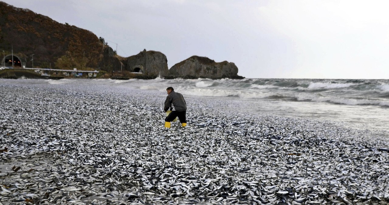 Japończycy, przerażeni, zobaczyli, plaży, niedaleko, Hakodate, wyspie, Hokkaido, Morze, wyrzuciło, brzeg, tysiące, śniętych, Cia Niesamowity widok w Japonii. Tysiące ryb na plaży, aż po horyzont