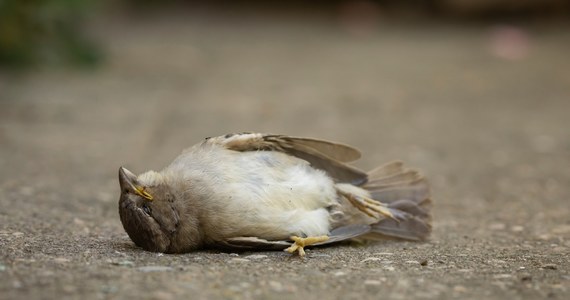 Policja zabezpieczyli teren w Parku Wilsona w Poznaniu. Na miejscu znaleziono martwe ptaki. Okoliczni mieszkańcy są zszokowani, zwłaszcza, że w sieci krążą nagrania z nieżywymi zwierzętami. Sprawą zajmują się służby.