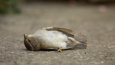 Martwe ptaki w parku Wilsona w Poznaniu. Policja bada sprawę