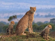Park Narodowy Masai Mara
